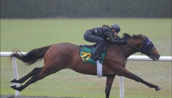 Hip 27 Super Saver-Waltzing With Deb  at OBS sales in Ocala Fl March 7.2014