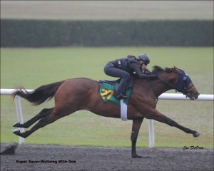 Hip 27 Super Saver-Waltzing With Deb  at OBS sales in Ocala Fl March 7.2014